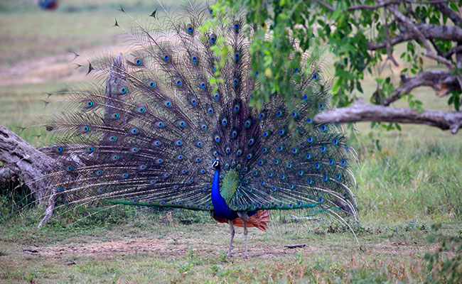 Home Stay and Cultural Tours in Sri Lanka