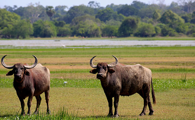 Home Stay and Cultural Tours in Sri Lanka