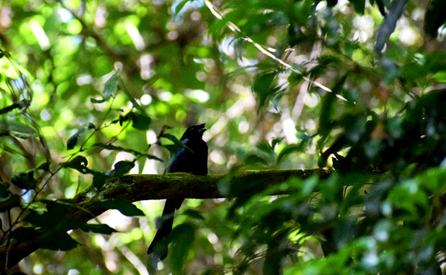Sinharaja Trekking trip, Sinharaja trekking trip in Sri Lanka, Trekking tours in Sinharaja, Trekking trip in Sri Lanka, Trekking tour in Sinharaja forest Edge
